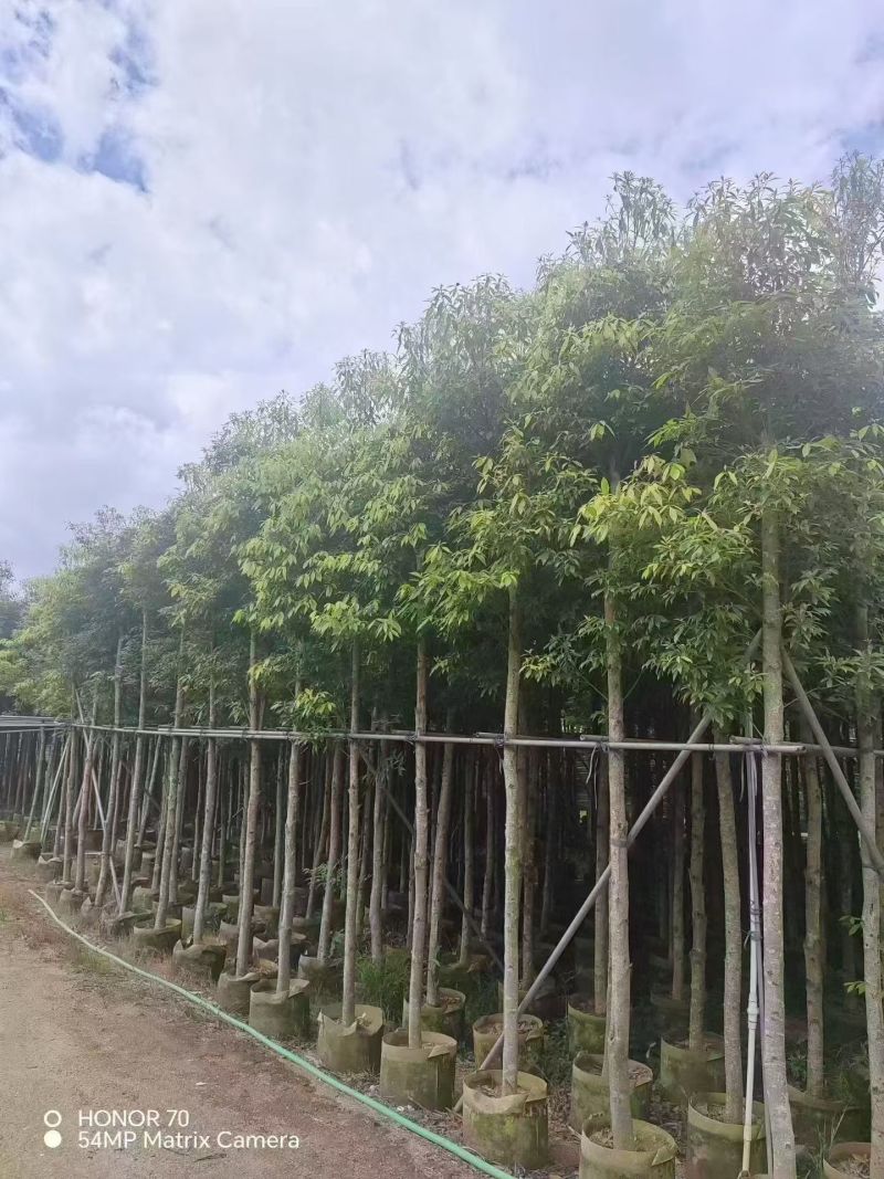 金丝楠木5－8分出售