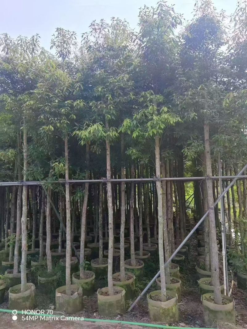 金丝楠木5－8分出售