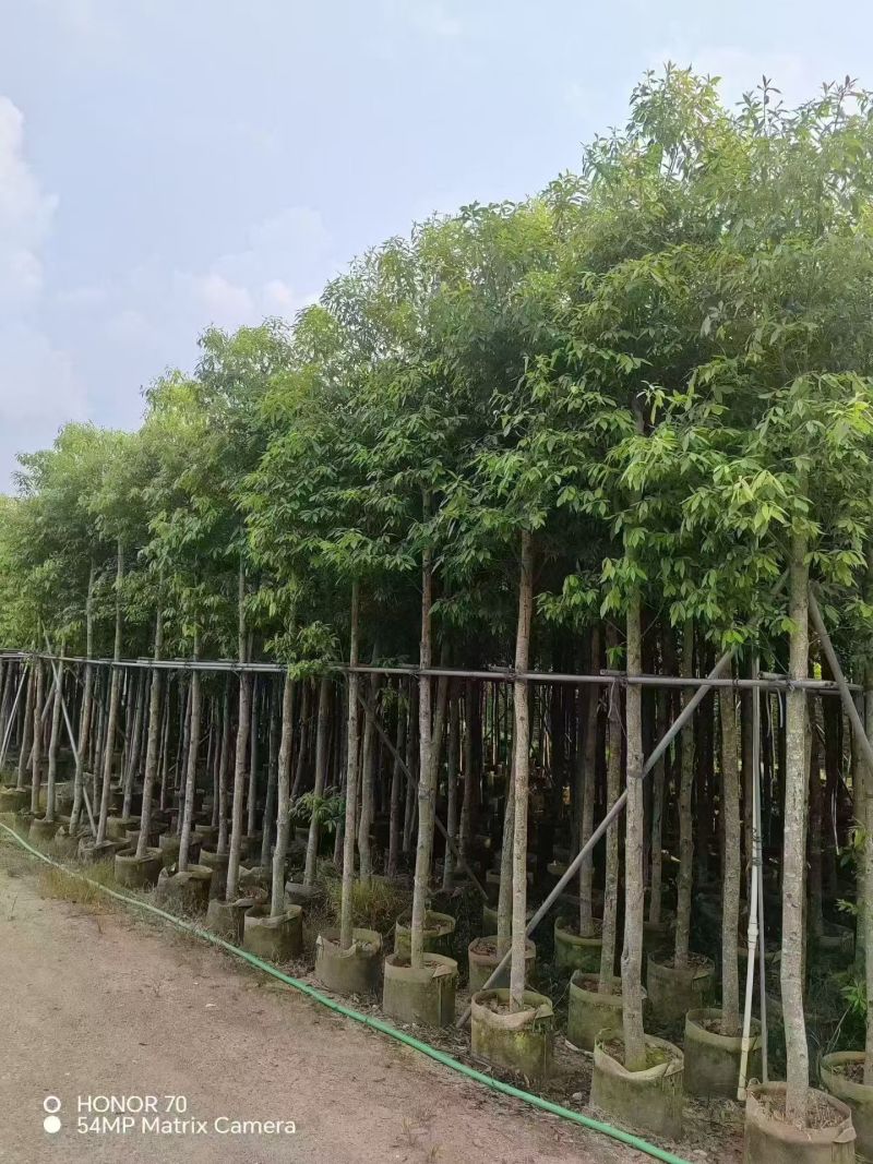 金丝楠木5－8分出售