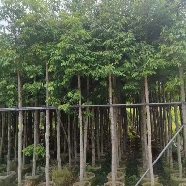 金丝楠木5－8分出售