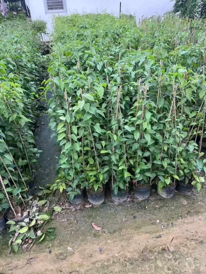炮仗花80－150