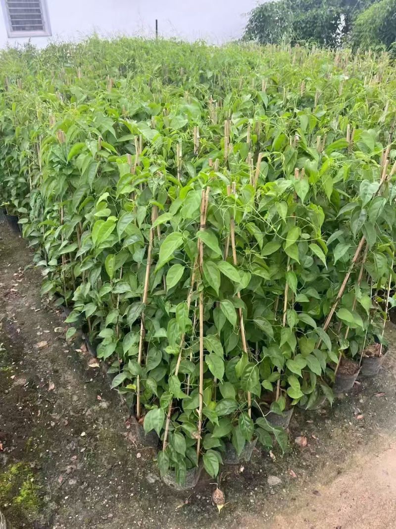 炮仗花80－150