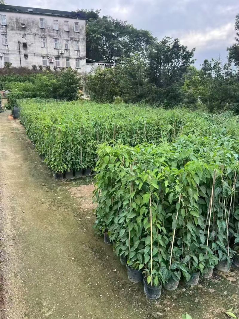 炮仗花80－150