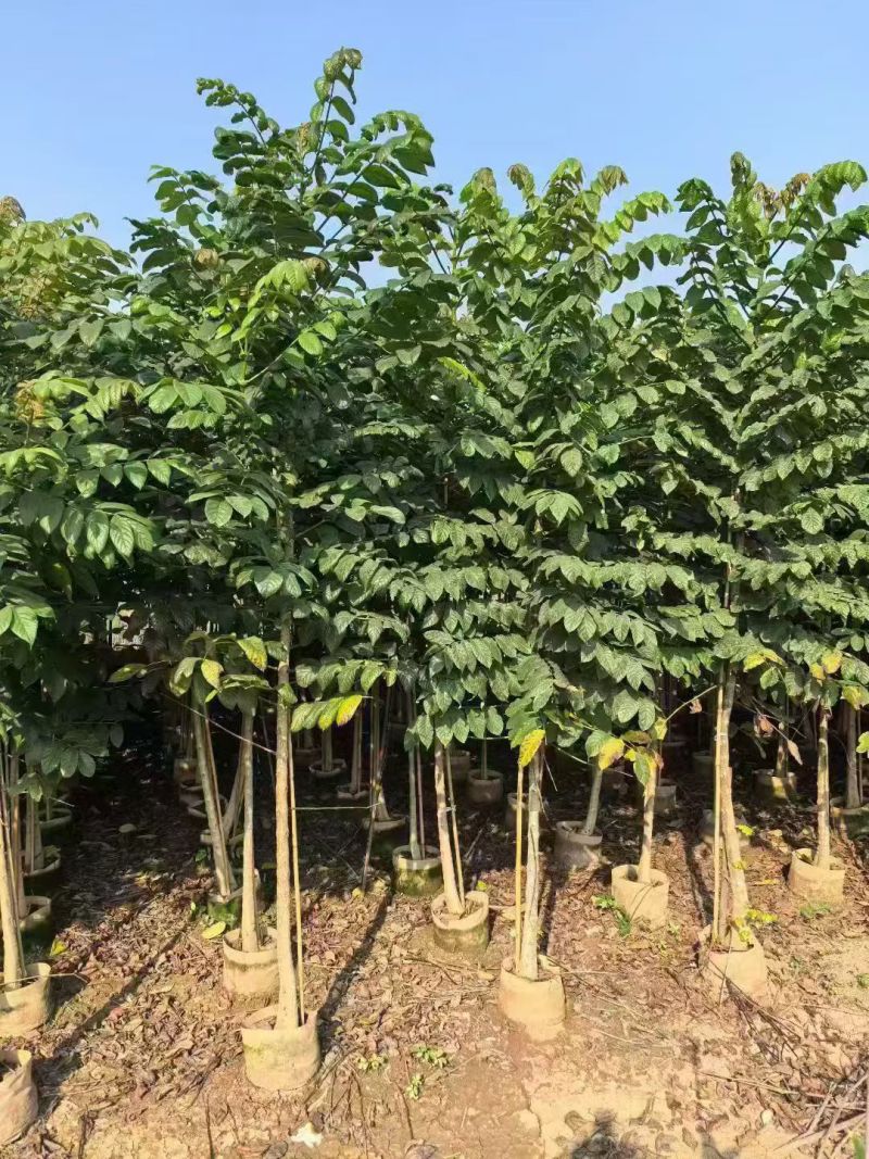 火焰木3－8分出售