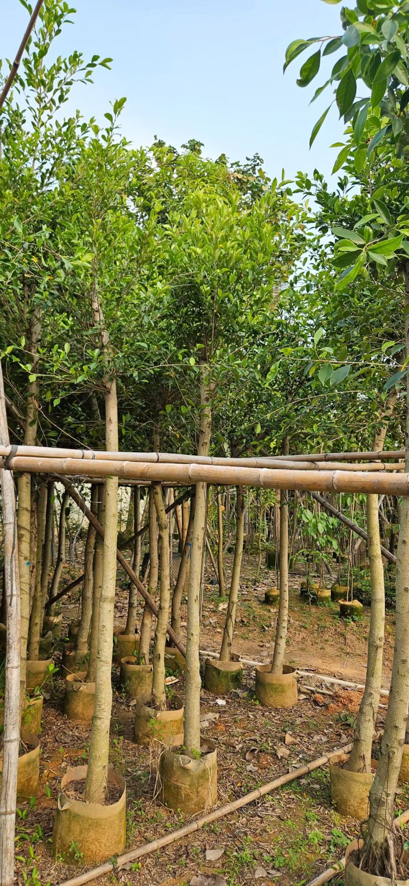 小叶榕6－8分出售