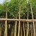 小叶榕6－8分出售