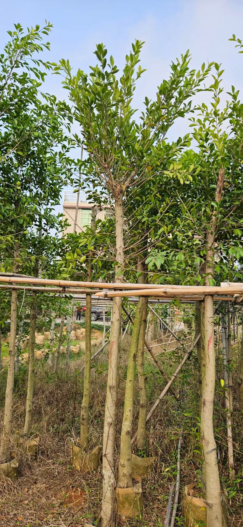 小叶榕6－8分出售