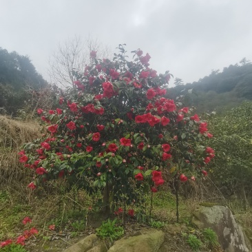 红花茶花