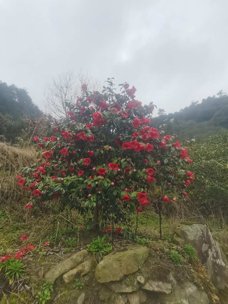红花茶花