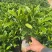 非洲茉莉3－7－10斤袋出售