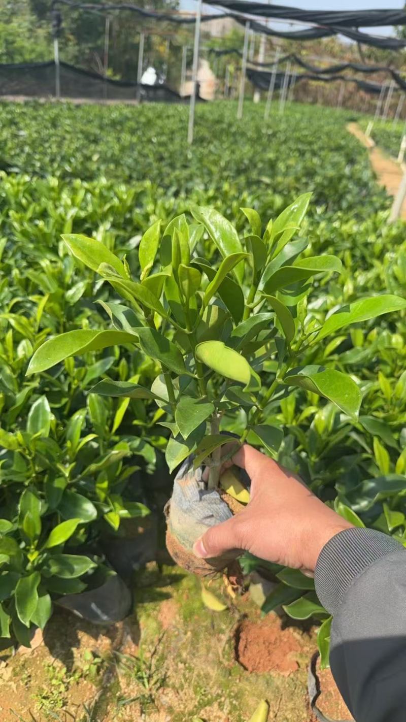 非洲茉莉3－7－10斤袋出售
