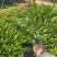 非洲茉莉3－7－10斤袋出售