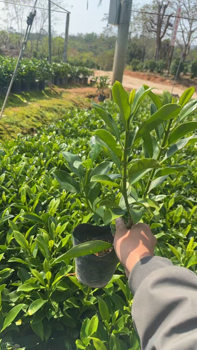 非洲茉莉3－7－10斤袋出售