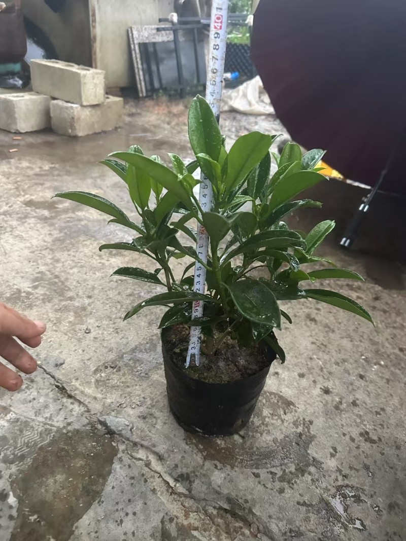 非洲茉莉3－7－10斤袋出售