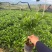 非洲茉莉3－7－10斤袋出售