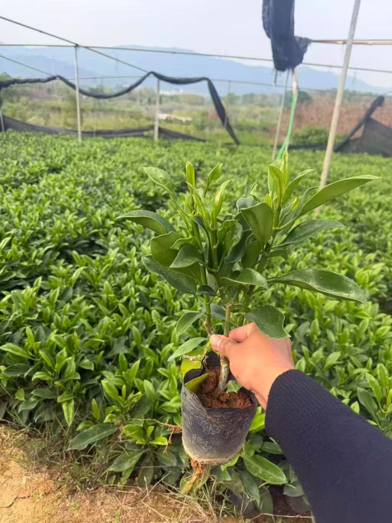 非洲茉莉3－7－10斤袋出售