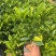 非洲茉莉3－7－10斤袋出售