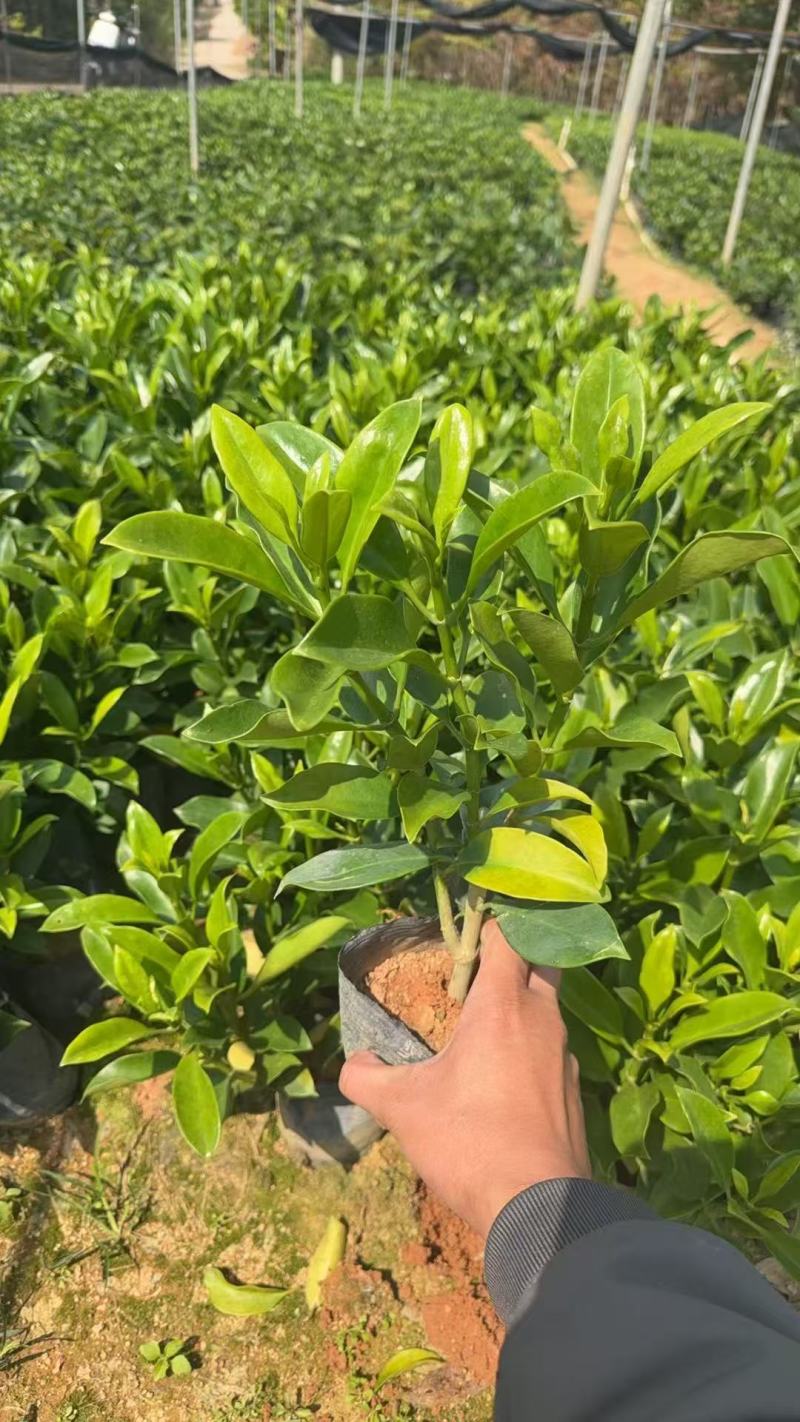 非洲茉莉3－7－10斤袋出售