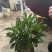 非洲茉莉3－7－10斤袋出售