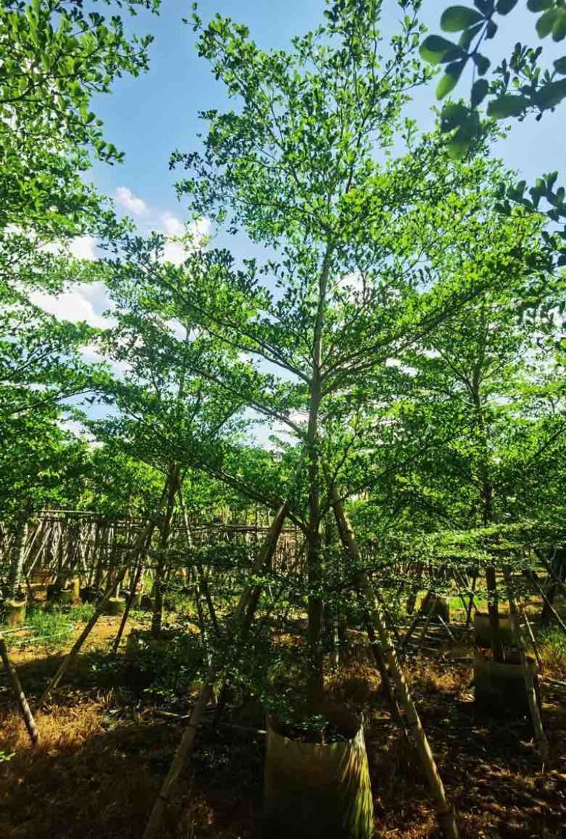 小叶榄仁3-15分，移植苗，原生苗，各种规格，大量现货