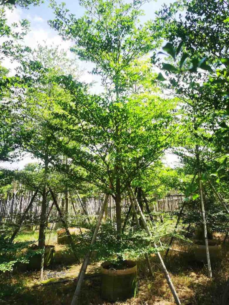 小叶榄仁3-15分，移植苗，原生苗，各种规格，大量现货