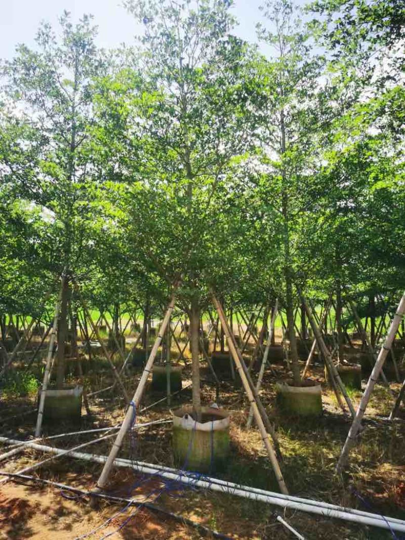 小叶榄仁3-15分，移植苗，原生苗，各种规格，大量现货