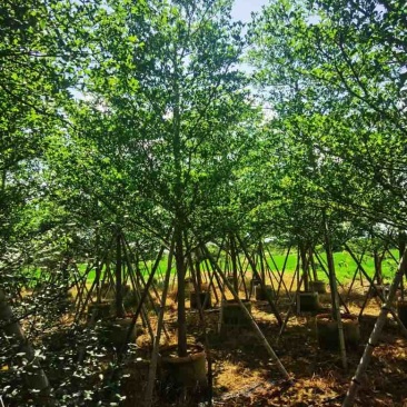 小叶榄仁3-15分，移植苗，原生苗，各种规格，大量现货