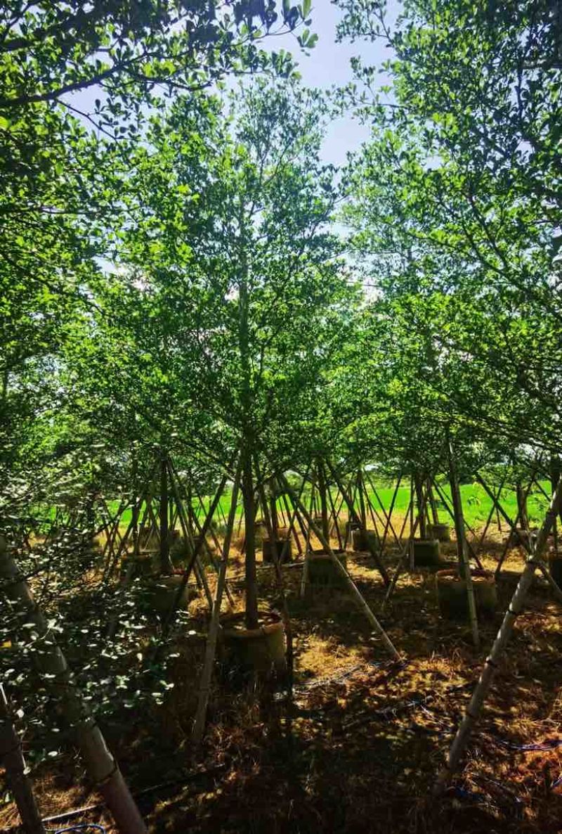 小叶榄仁3-15分，移植苗，原生苗，各种规格，大量现货