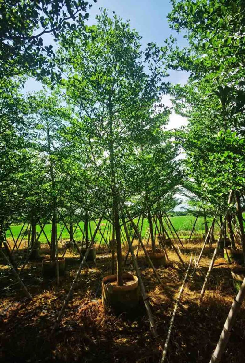小叶榄仁3-15分，移植苗，原生苗，各种规格，大量现货