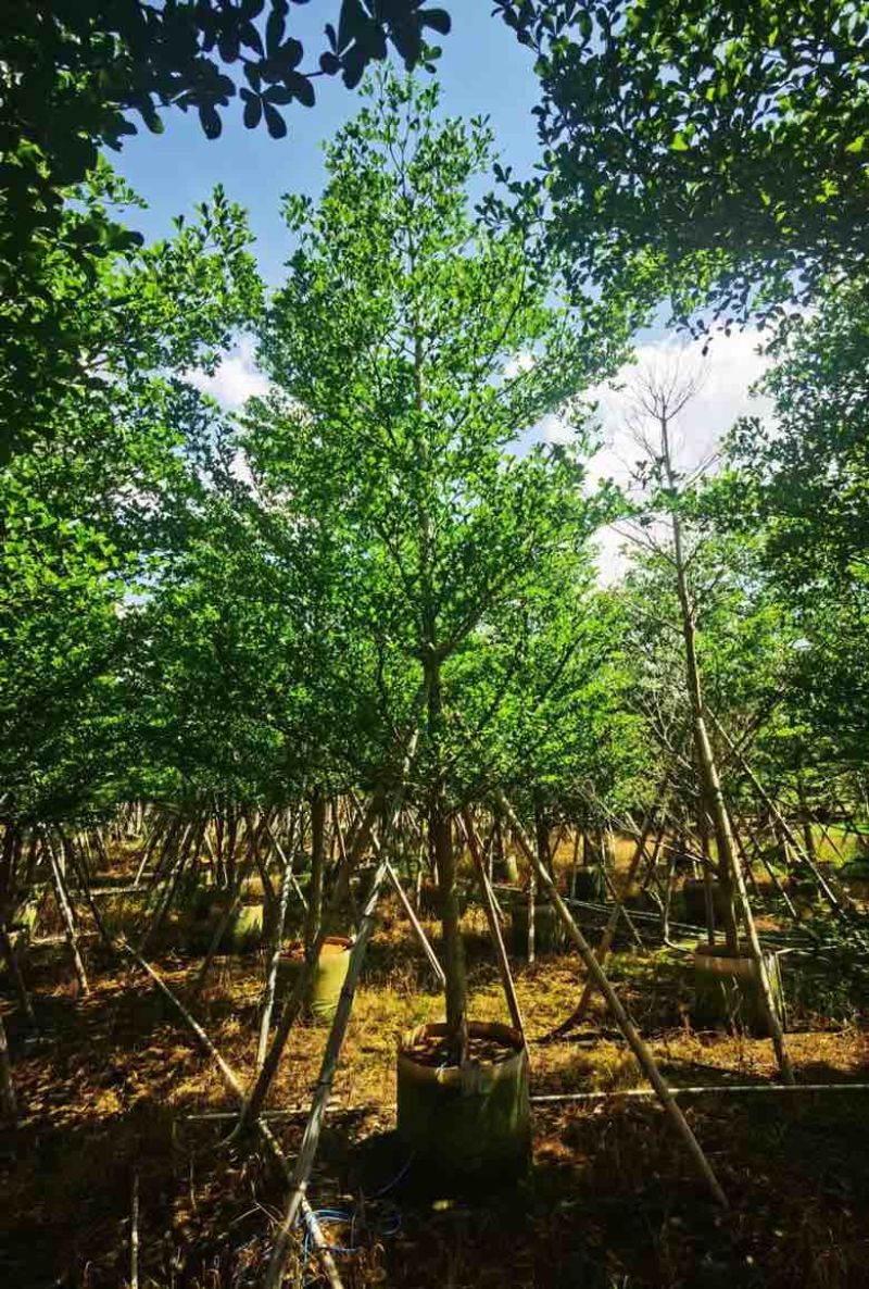 小叶榄仁3-15分，移植苗，原生苗，各种规格，大量现货