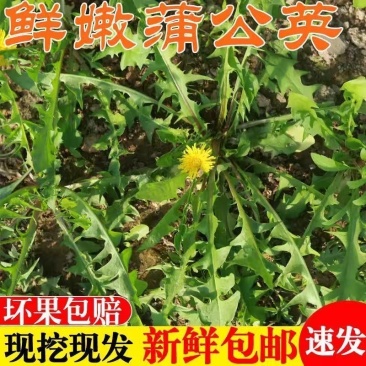 野生蒲公英全草整株颗带根新鲜蒲公英***全国发货