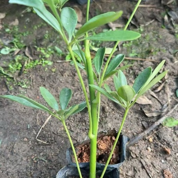 鸭脚木15－25高出售