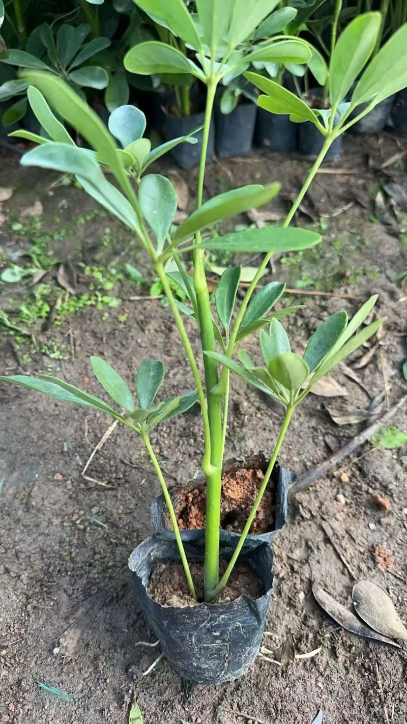 鸭脚木15－25高出售