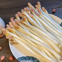 花生芽苗菜