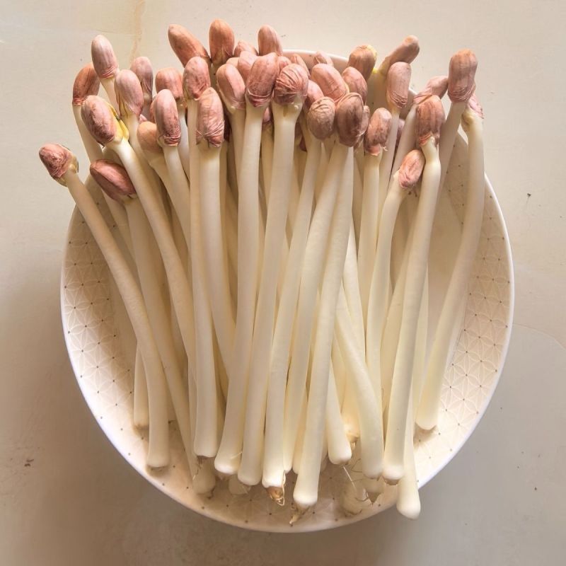 花生芽苗菜