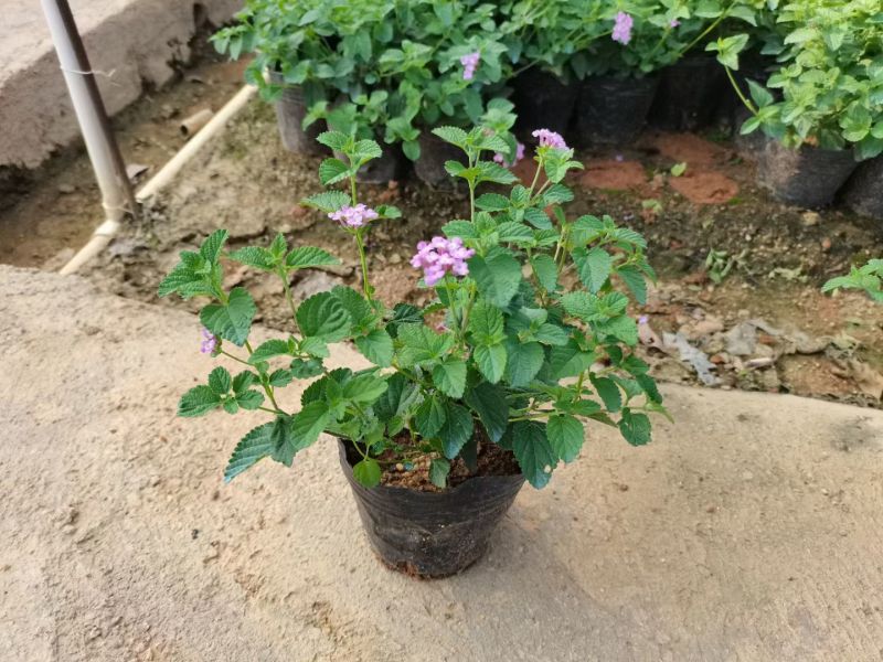 马缨丹20－25高出售