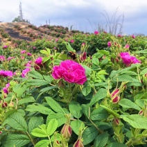 四川宜宾墨红玫瑰和山东平阴玫瑰鲜花