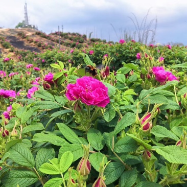 四川宜宾墨红玫瑰和山东平阴玫瑰鲜花