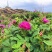 四川宜宾墨红玫瑰和山东平阴玫瑰鲜花