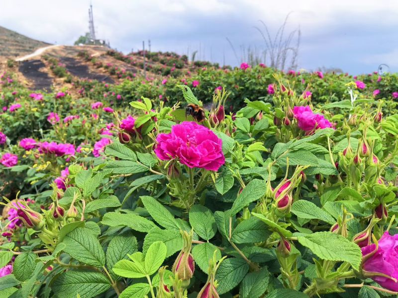 四川宜宾墨红玫瑰和山东平阴玫瑰鲜花