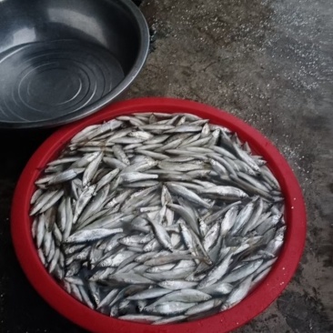 自家油炸野生鱼干