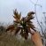 香椿芽