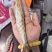 大海虾，6-8头