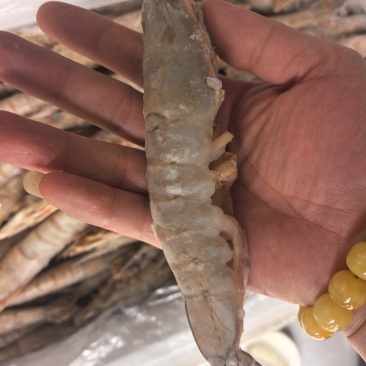 大海虾，6-8头
