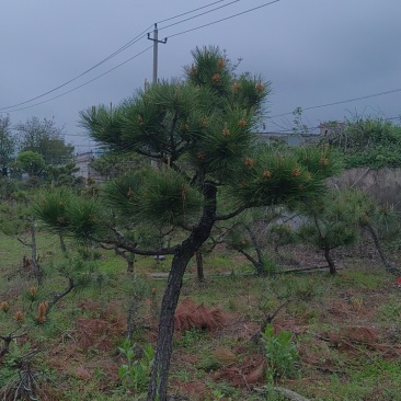 山采造型黑松盆景，庭院景观黑松