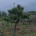 山采造型黑松盆景，庭院景观黑松