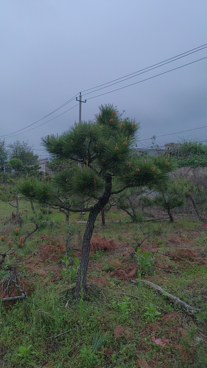 山采造型黑松盆景，庭院景观黑松