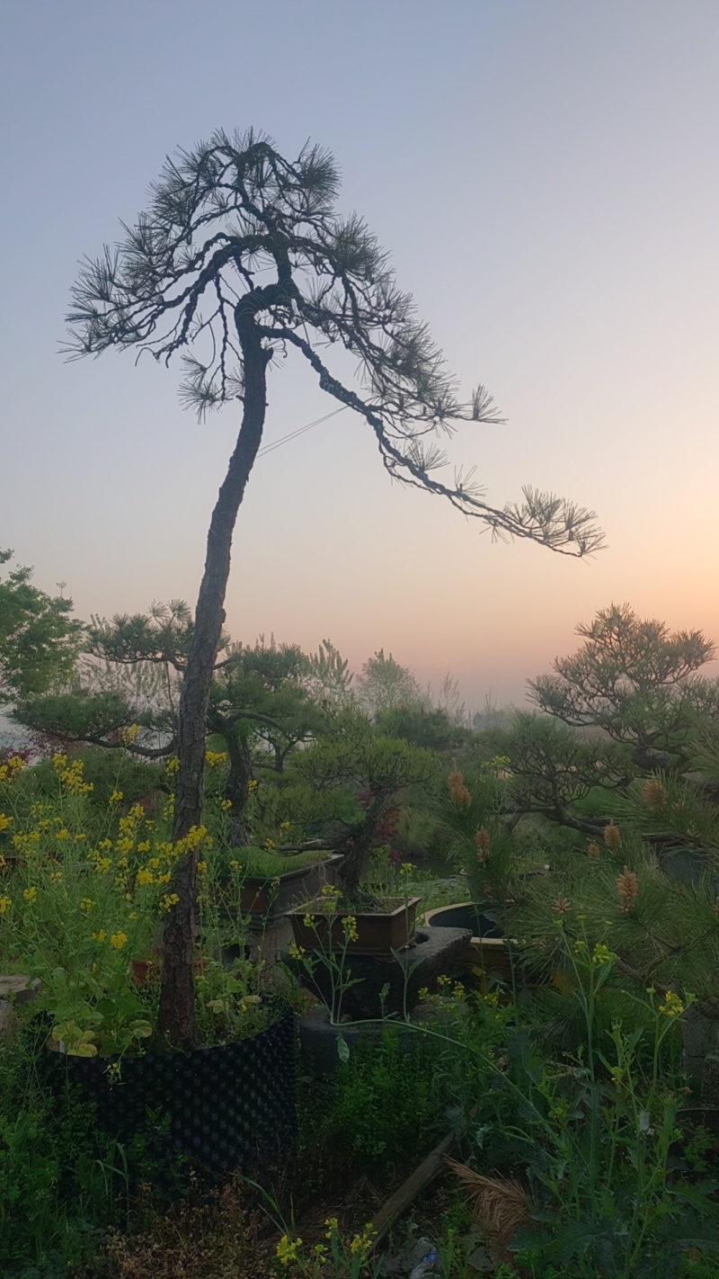 山采造型黑松盆景，庭院景观黑松