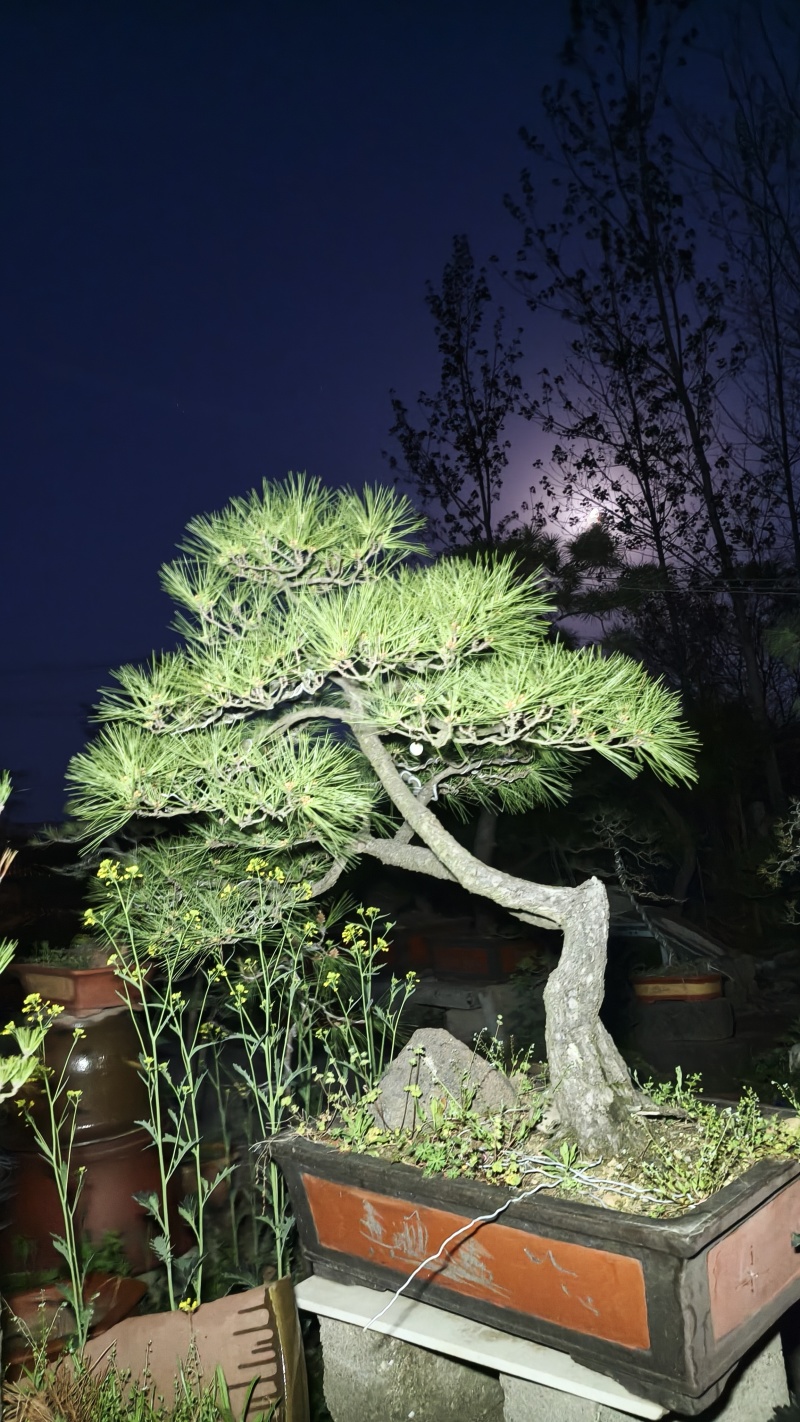 山采造型黑松盆景，庭院景观黑松
