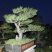 山采造型黑松盆景，庭院景观黑松